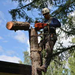 УДАЛЕНИЕ ДЕРЕВЬЕВ